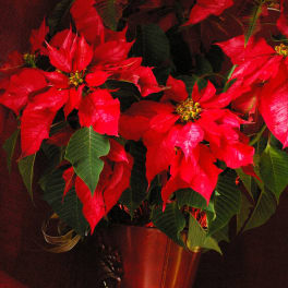 Poinsetta