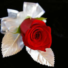 Single red rose with white ribbon and leaves on a black background