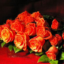 Rustica Roses