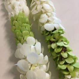 green and white
