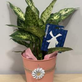Potted variegated houseplant in a pink metal container with a decorative flower charm
