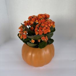 Orange flowers arranged in a pumpkin-shaped container