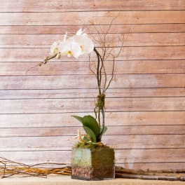 SINGLE MODERN WHITE PHALAENOPSIS 
