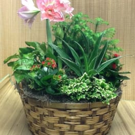 Basket planter with pink amaryllis and assorted green plants