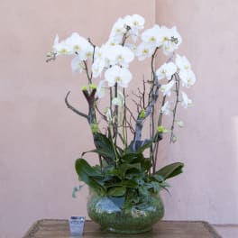 White orchid arrangement in a glass bowl vase on a table