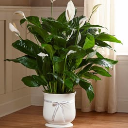 Tall green peace lily plant with white blooms in a white pot with ribbon