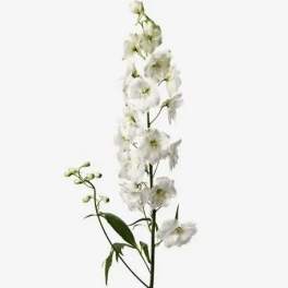 Tall white orchid spray with a few green buds on a plain background
