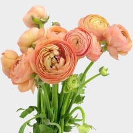 Bouquet of peach ranunculus flowers with green stems