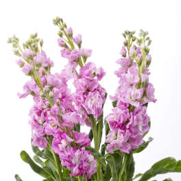 Pink stock flowers with green stems on a white background