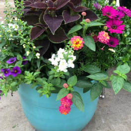 Mixed flowering planter in a turquoise pot with purple and pink blooms