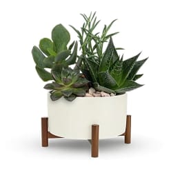 Succulent arrangement in a white planter on wooden legs