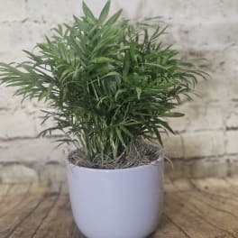 Potted green palm plant in a white ceramic pot