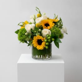 Sunflower Splendor