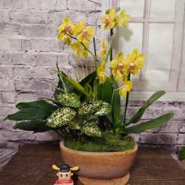 Graceful Orchid Dish Garden