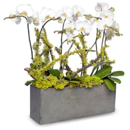 White orchids arranged in a rectangular concrete planter