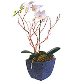 Potted orchid arrangement with pale blooms in a blue container