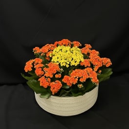 The Kalanchoe Collective