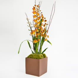 Orchid for him