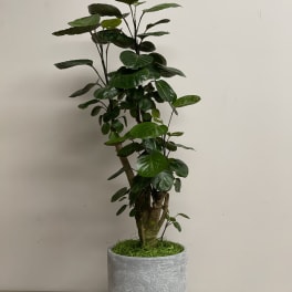 Tall leafy indoor plant in a gray textured pot with moss at the base