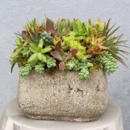 Succulent arrangement in a weathered stone planter