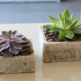 Two small succulents in square concrete planters on a table