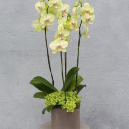 Potted yellow orchid arrangement in a square container