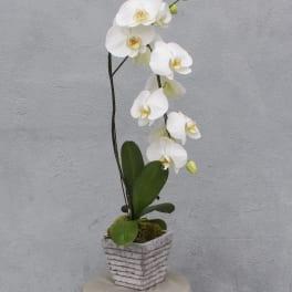 White orchid plant in a square textured pot