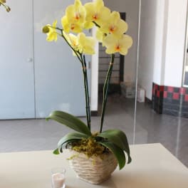 Yellow orchid plant in a textured pot beside a small candle