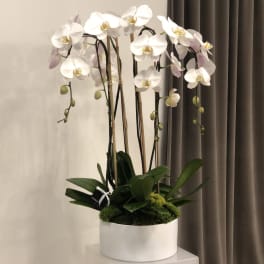White phalaenopsis orchids with arching stems in a white ceramic pot with a moss-covered base.
