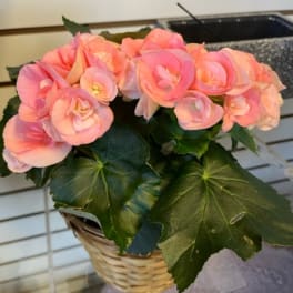 Pink flowers in a wicker basket with large green leaves