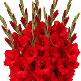 Bouquet of red gladiolus flowers on a white background