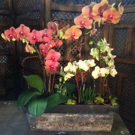 Orchid arrangement in a rectangular planter with pink, orange, and white blooms