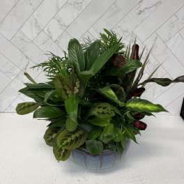 Dish Garden