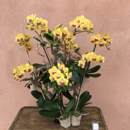 Yellow orchids arranged in a decorative planter on a wooden table