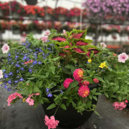 Perfect for the Patio - Mixed Sunny Annuals