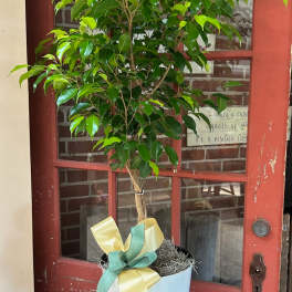 Potted green ficus tree with a yellow ribbon in a white container