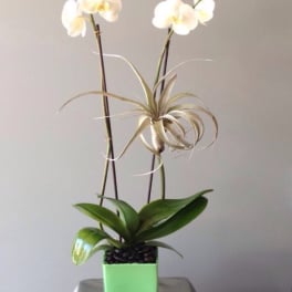 White orchids in a green square pot with an air plant centerpiece