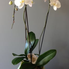 White orchid plant in a decorative green pot