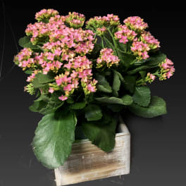 Pink flowering plant in a rustic wooden planter