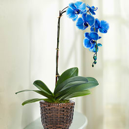 Blue orchid plant in a woven basket pot