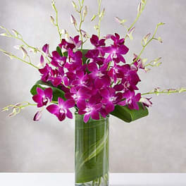 Orchid Embrace