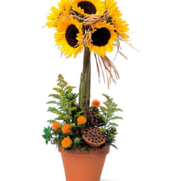 Sunflower arrangement in a terracotta pot with orange accents