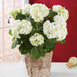 Winter White Hydrangea