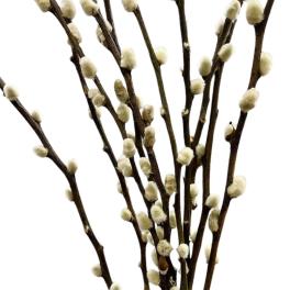 Bundle of pussy willow branches with soft catkins