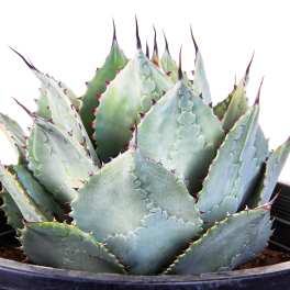 Potted blue-green succulent in a black plastic container