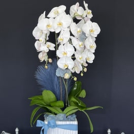 Orchid Baby Blue