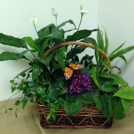 Basket planter with green foliage, white blooms, and purple flowers