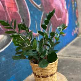 ZZ Plant