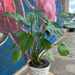 Monstera Plant
