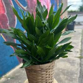 Dracaena Plant